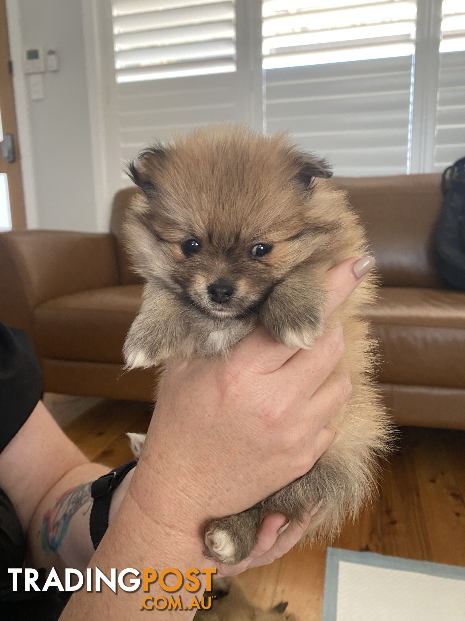 Pure Pomeranian Puppies - 2 females left