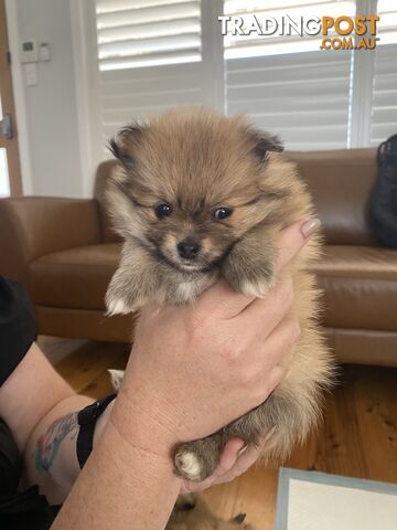 Pure Pomeranian Puppies - 2 females left