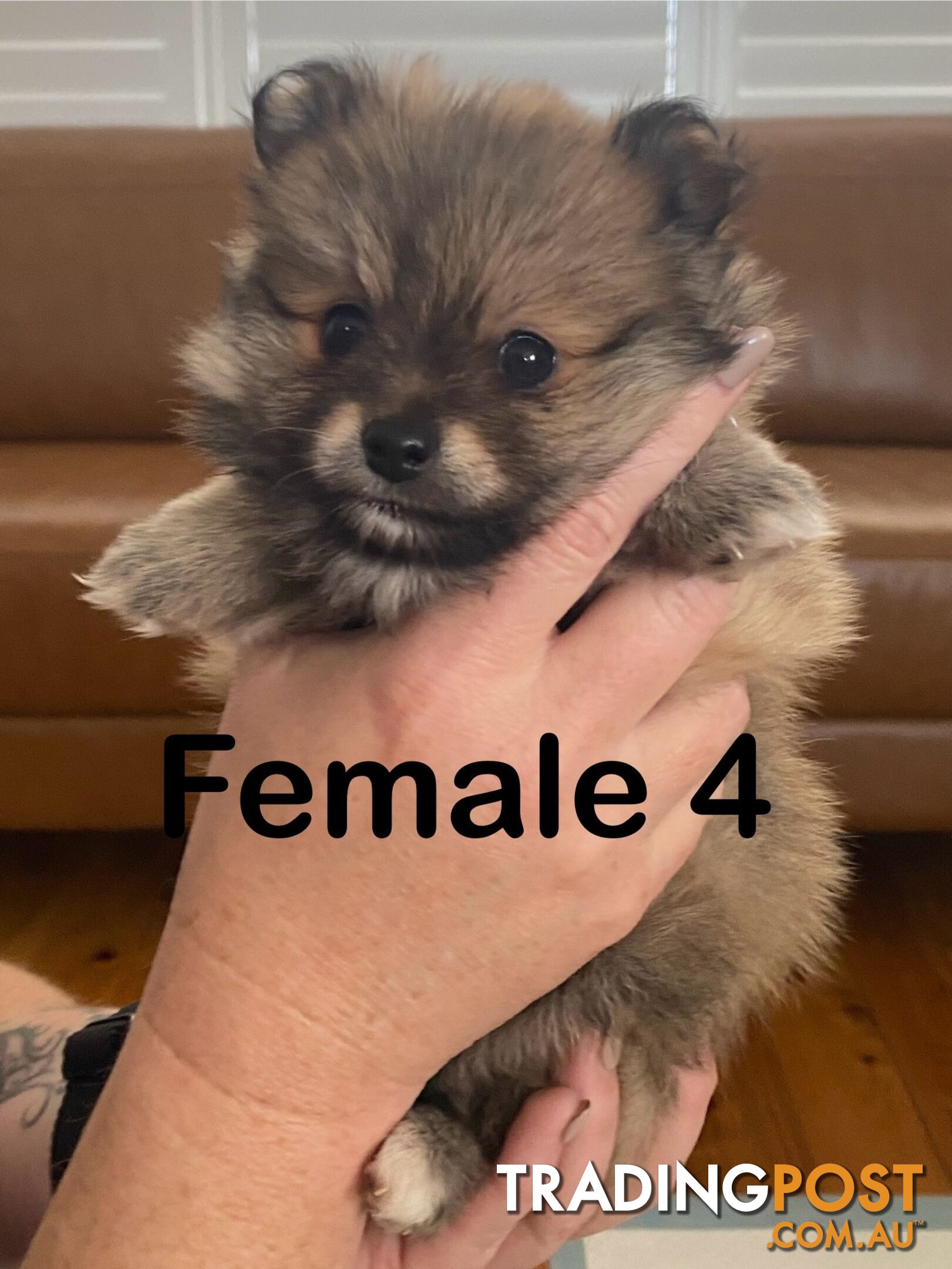 Pure Pomeranian Puppies - 2 females left