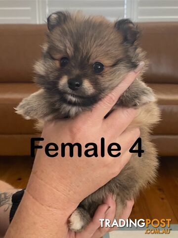 Pure Pomeranian Puppies - 2 females left