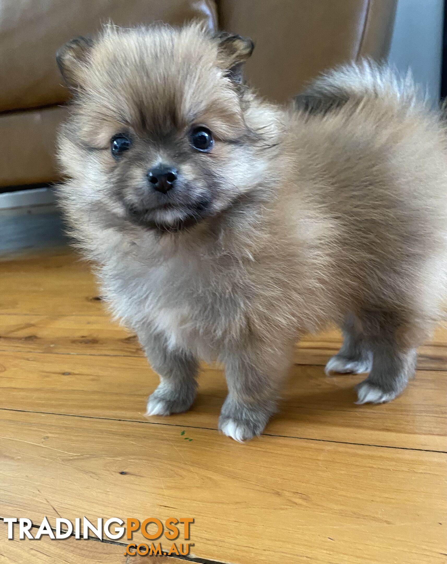 Pure Pomeranian Puppies - 2 females left