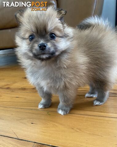 Pure Pomeranian Puppies 4x female