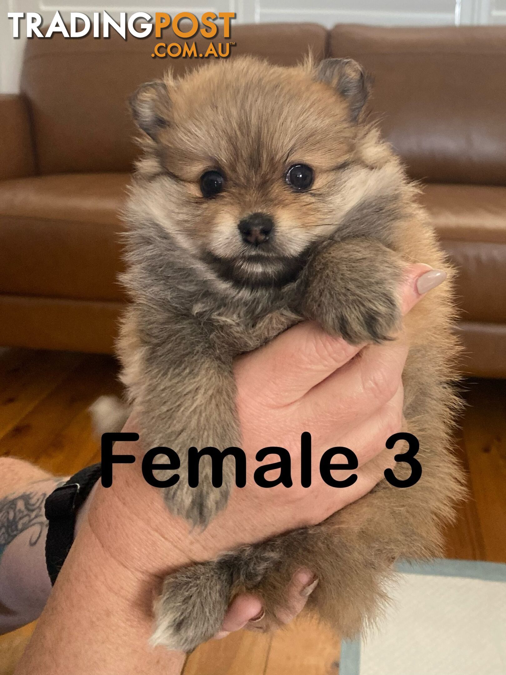 Pure Pomeranian Puppies - 2 females left