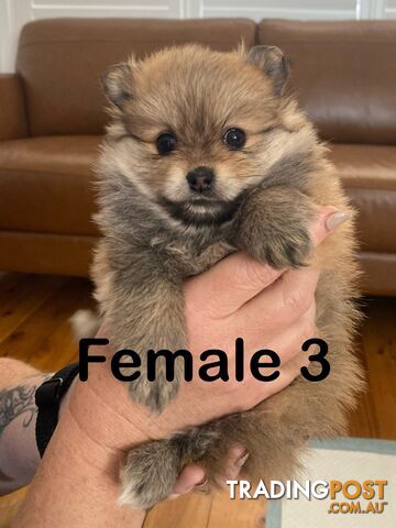 Pure Pomeranian Puppies - 2 females left