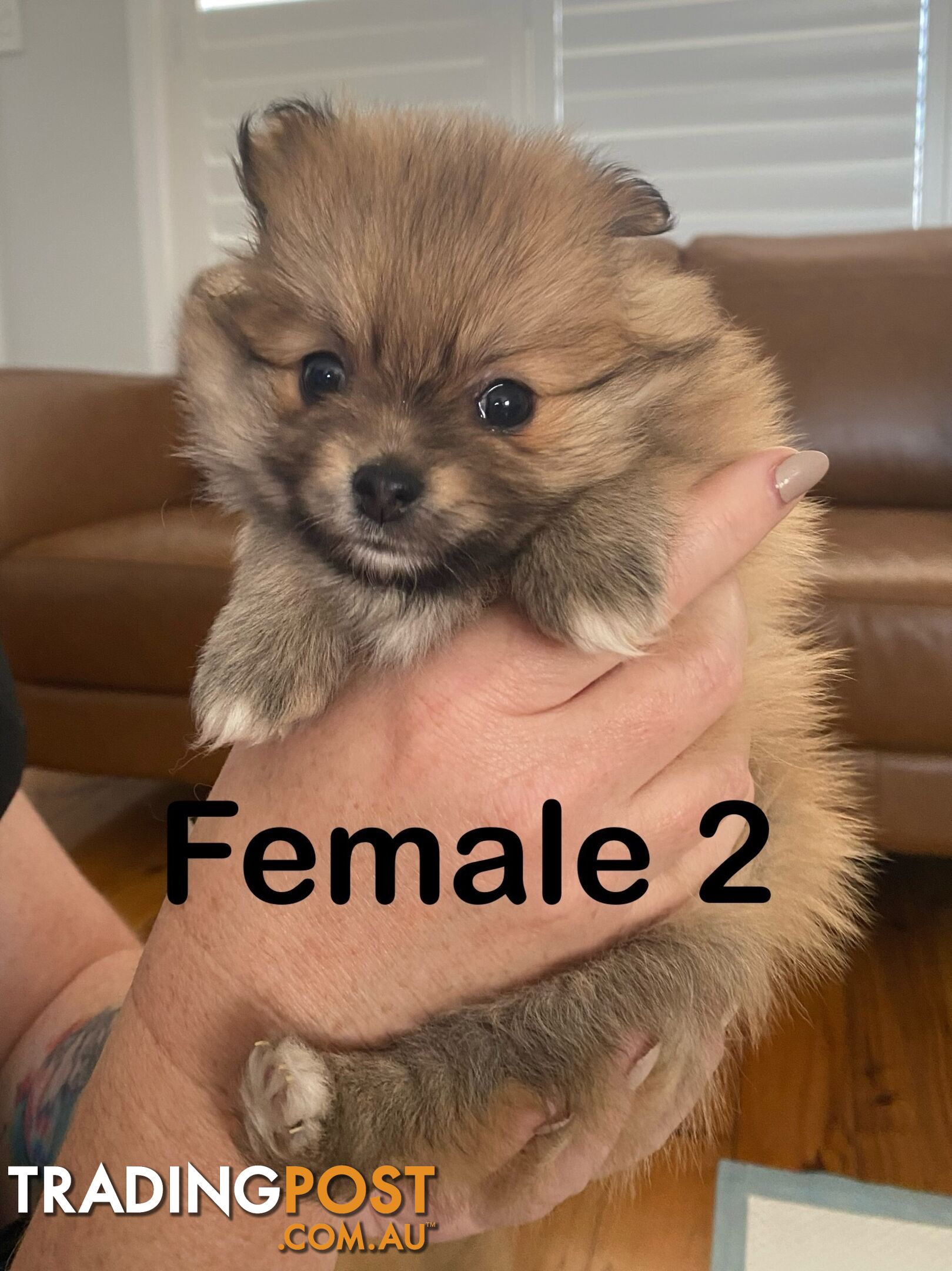 Pure Pomeranian Puppies - 2 females left