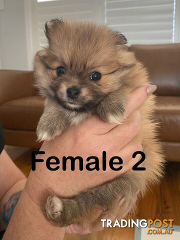 Pure Pomeranian Puppies 4x female