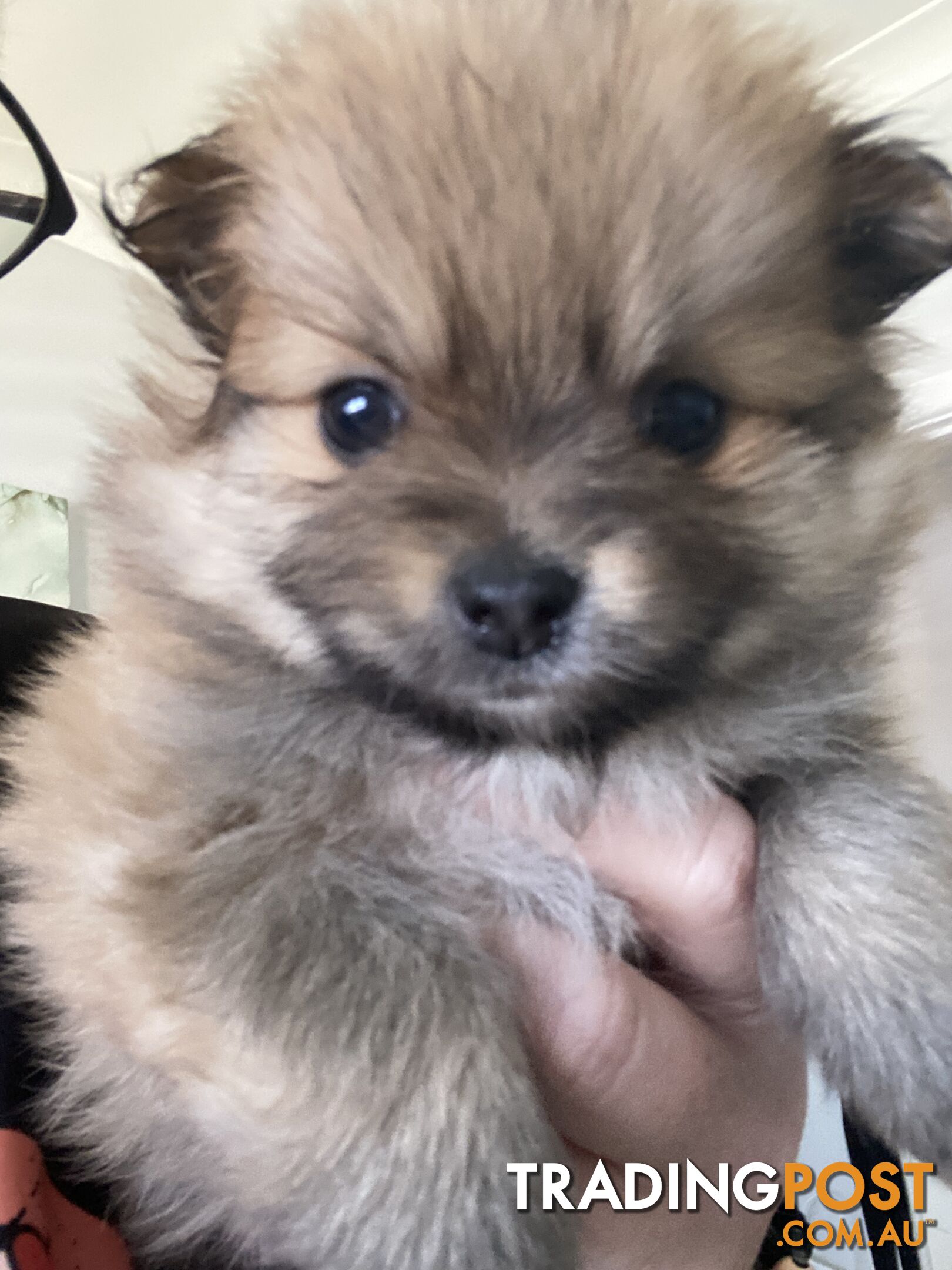 Pure Pomeranian Puppies - 2 females left