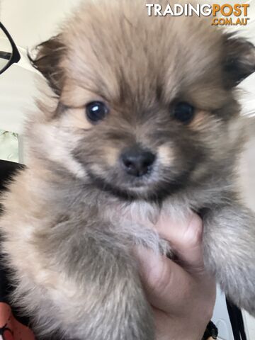 Pure Pomeranian Puppies 3x female