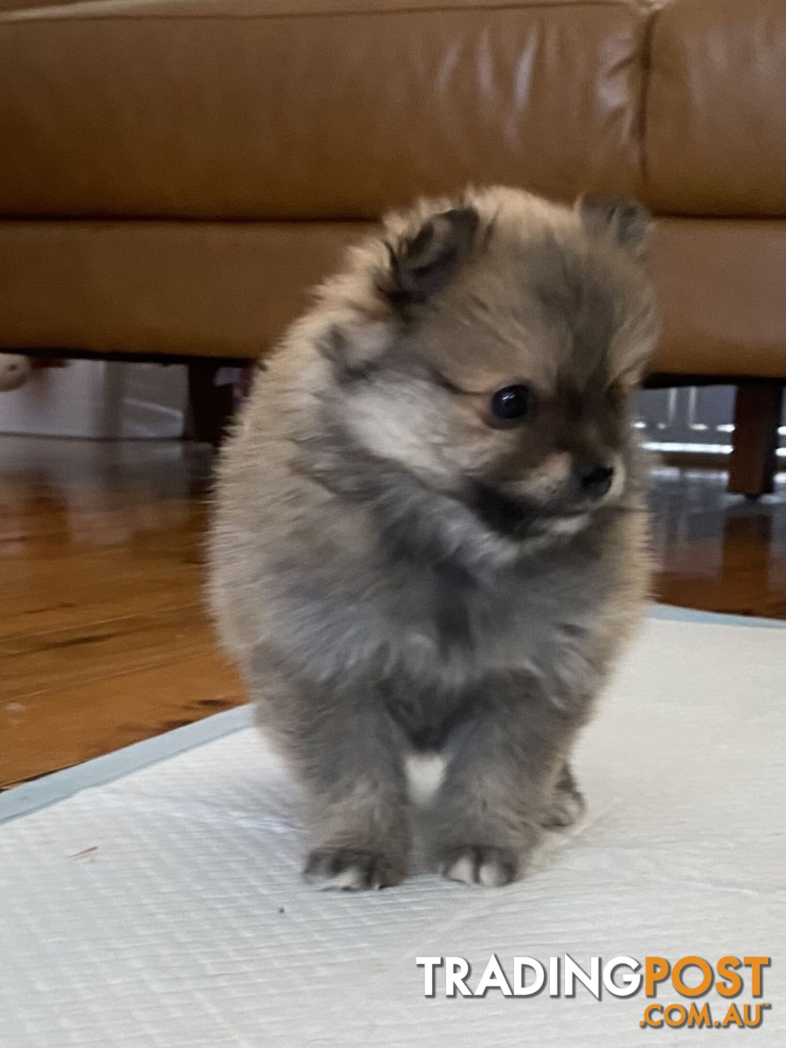 Pure Pomeranian Puppies - 2 females left