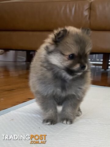 Pure Pomeranian Puppies 4x female