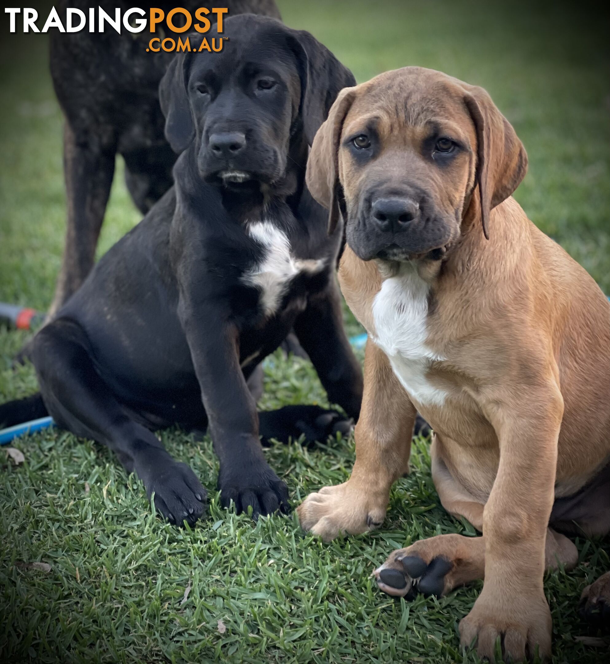 Mastiff pups - Hybrid Guardian Mastiffs