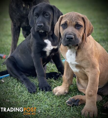 Mastiff pups - Hybrid Guardian Mastiffs