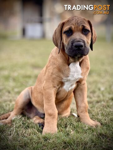 Mastiff pups - Hybrid Guardian Mastiffs