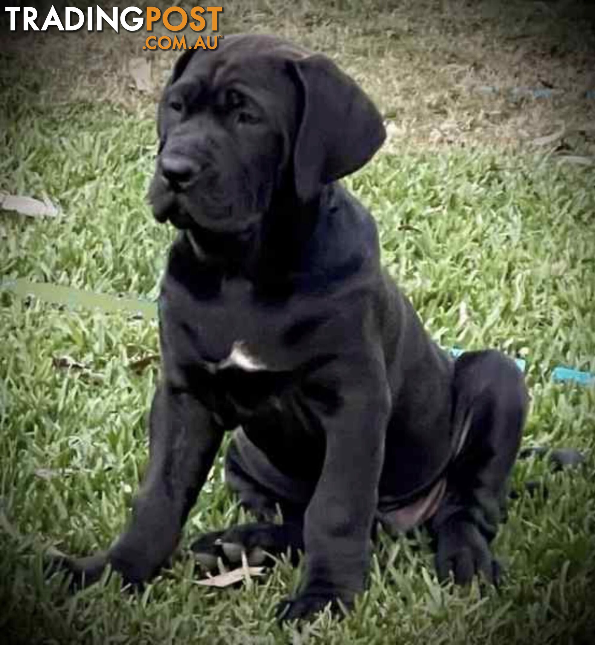 Mastiff pups - Hybrid Guardian Mastiffs