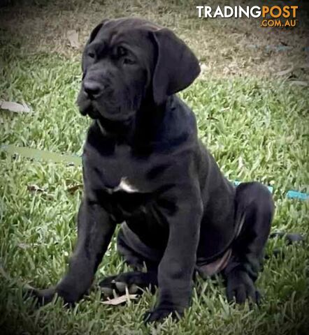 Mastiff pups - Hybrid Guardian Mastiffs