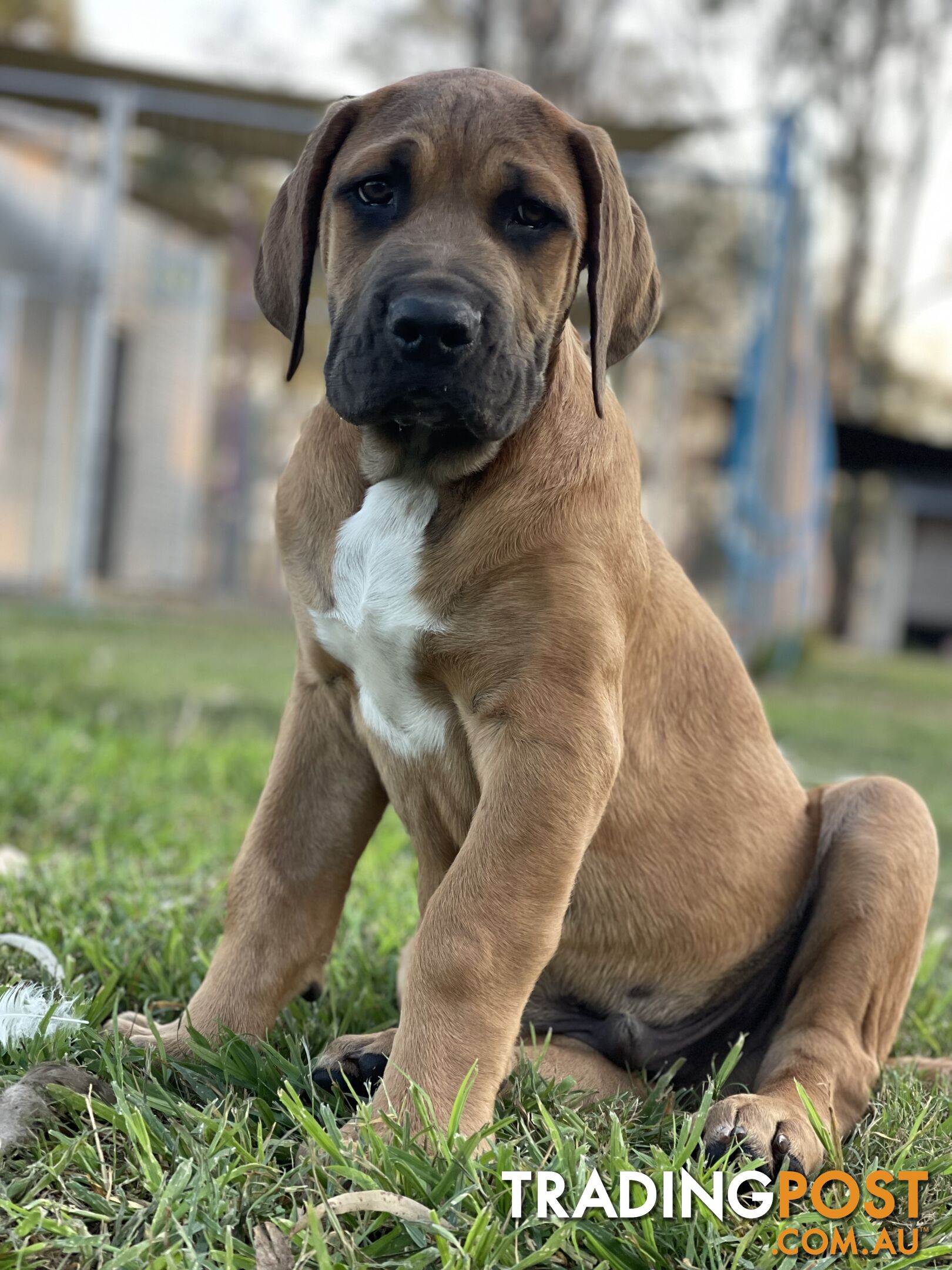 Mastiff pups - Hybrid Guardian Mastiffs