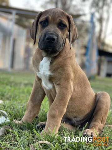 Mastiff pups - Hybrid Guardian Mastiffs