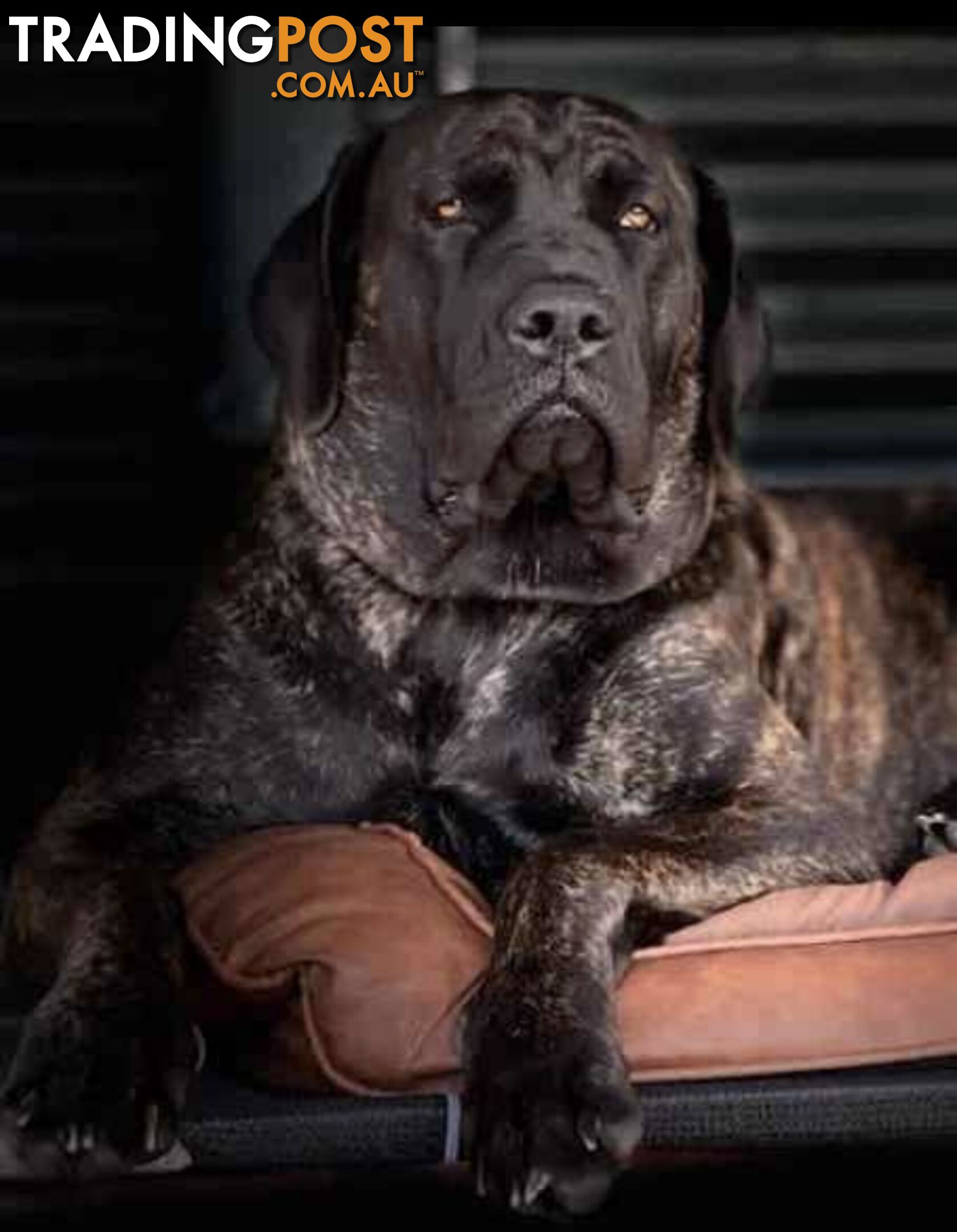 Mastiff pups - Hybrid Guardian Mastiffs