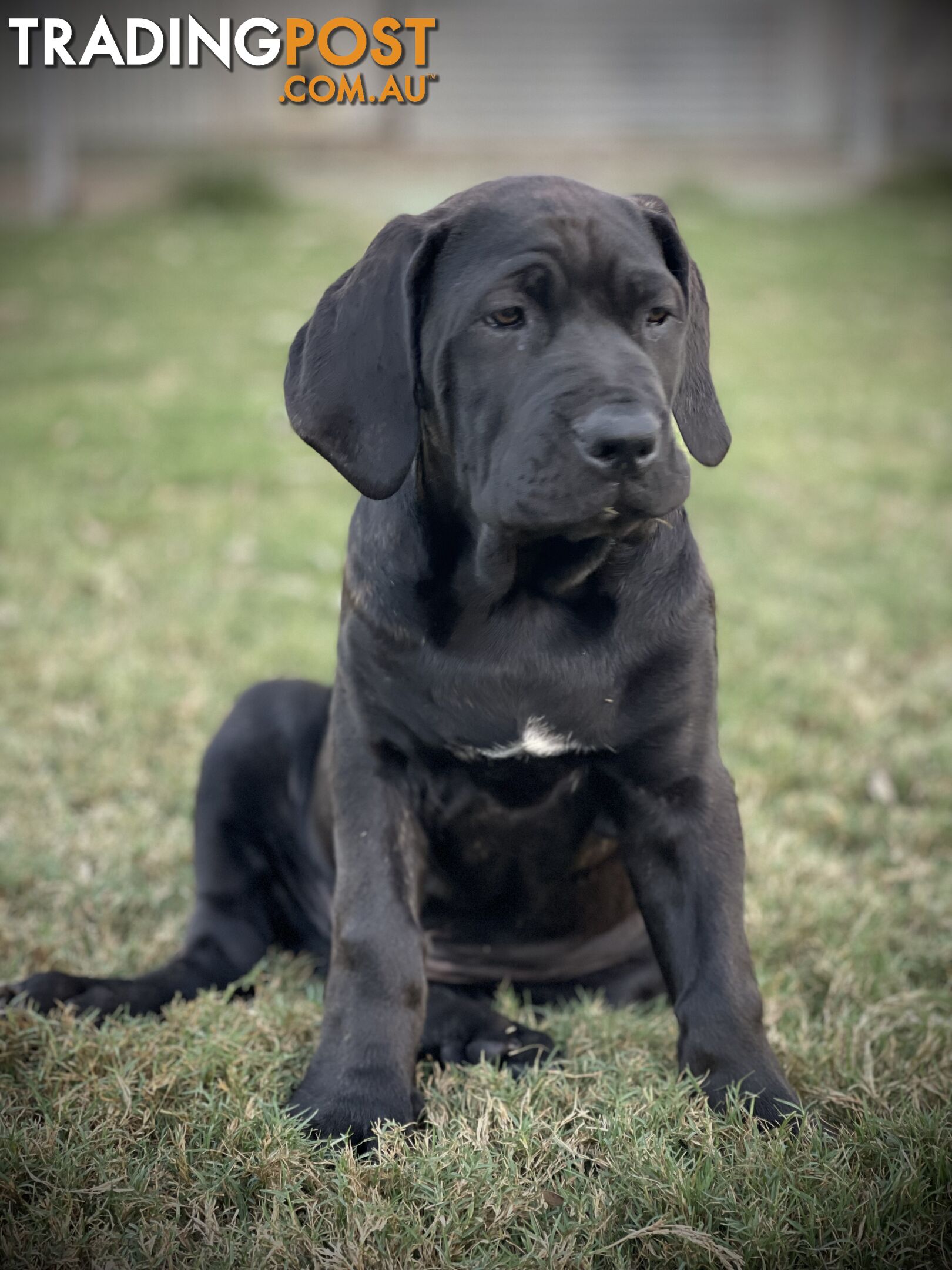 Mastiff pups - Hybrid Guardian Mastiffs