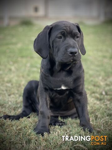 Mastiff pups - Hybrid Guardian Mastiffs