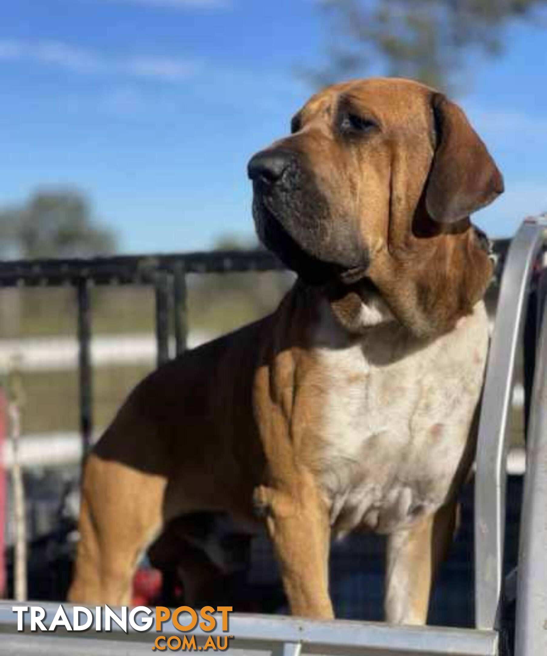 Mastiff pups - Hybrid Guardian Mastiffs