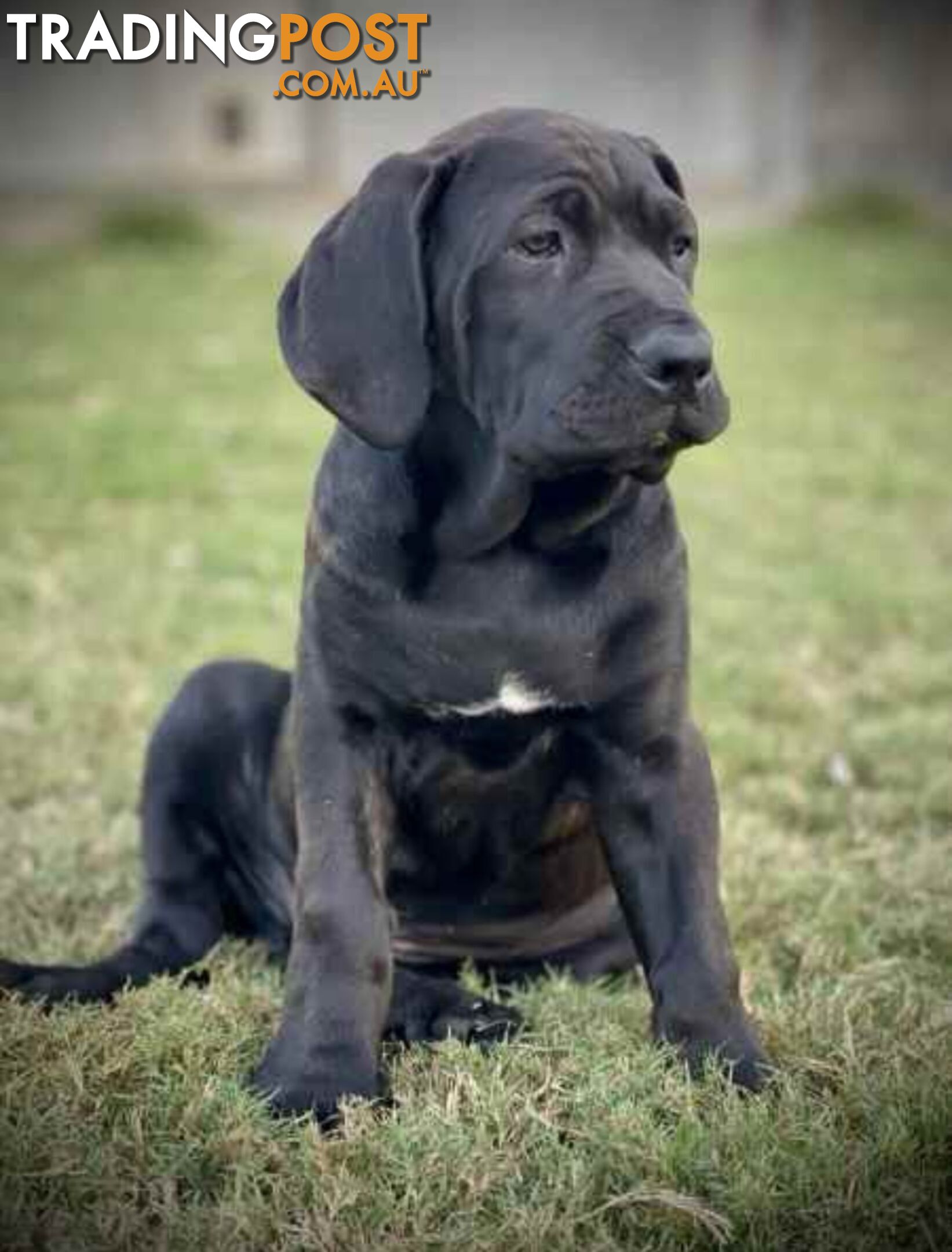 Mastiff pups - Hybrid Guardian Mastiffs