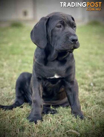 Mastiff pups - Hybrid Guardian Mastiffs