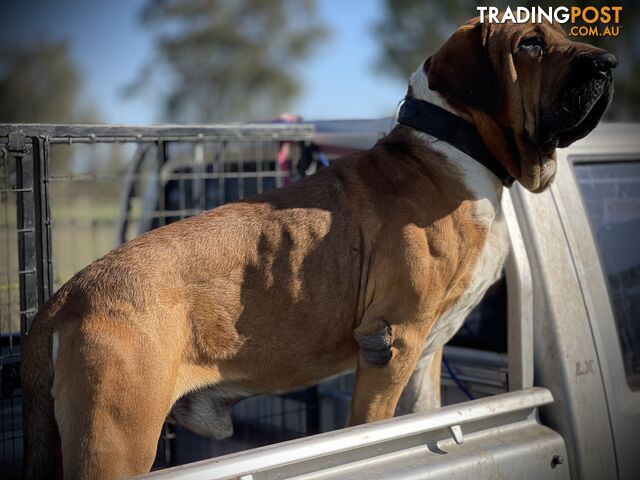 Mastiff pups - Hybrid Guardian Mastiffs