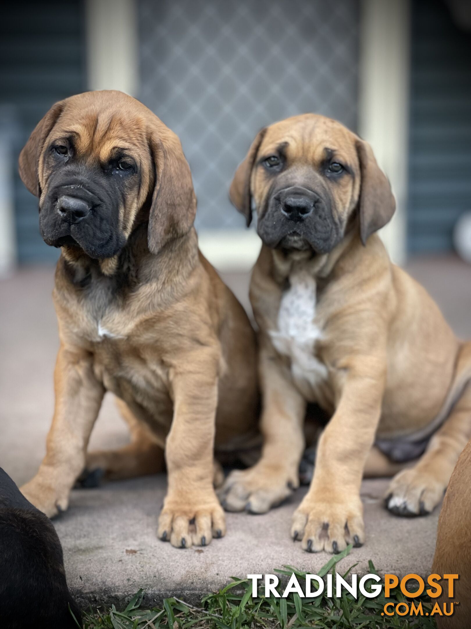 Mastiff pups - Hybrid Guardian Mastiffs