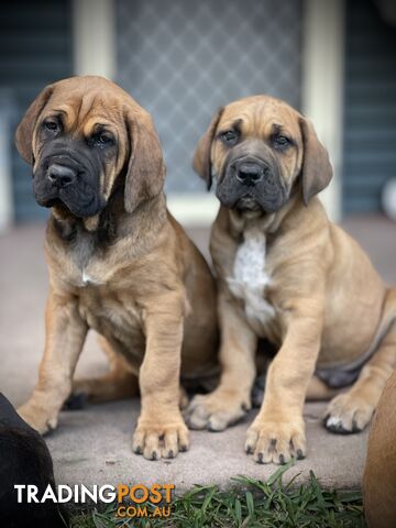 Mastiff pups - Hybrid Guardian Mastiffs