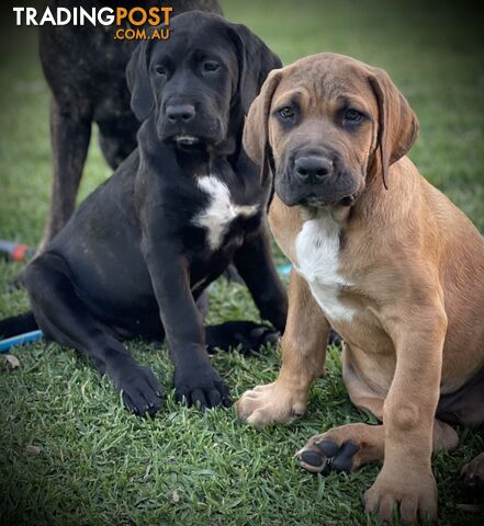 Mastiff pups - Hybrid Guardian Mastiffs