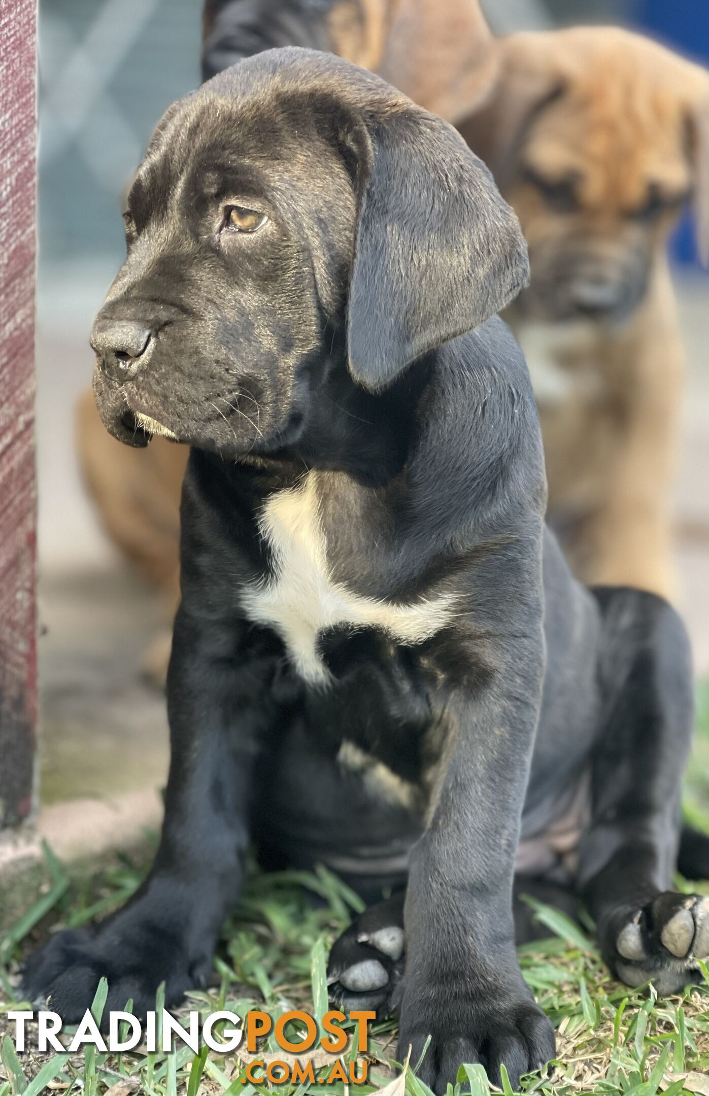 Mastiff pups - Hybrid Guardian Mastiffs