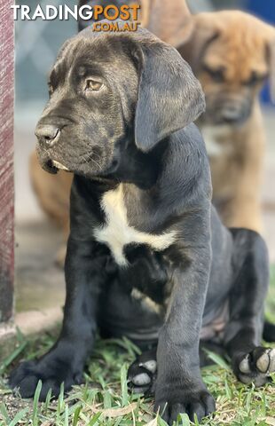 Mastiff pups - Hybrid Guardian Mastiffs