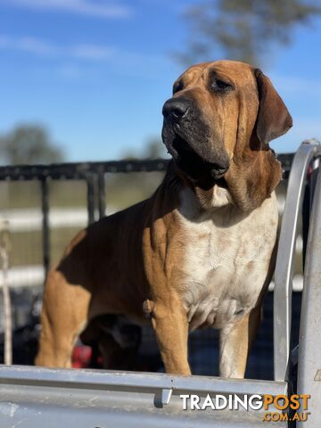 Mastiff pups - Hybrid Guardian Mastiffs