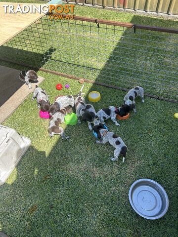 German shorthaired pointer