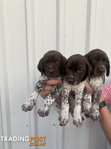 German shorthaired pointer