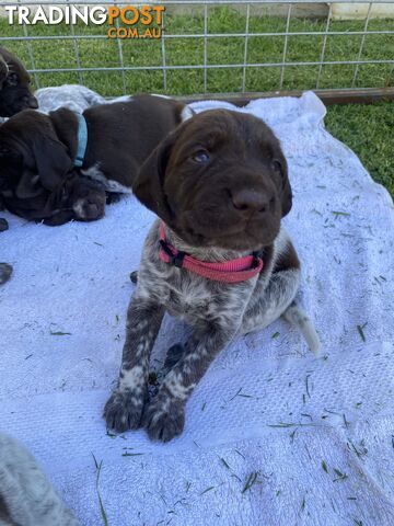 German shorthaired pointer