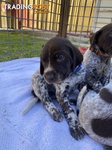 German shorthaired pointer