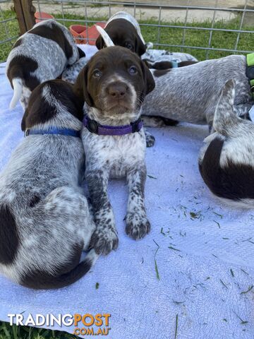 German shorthaired pointer