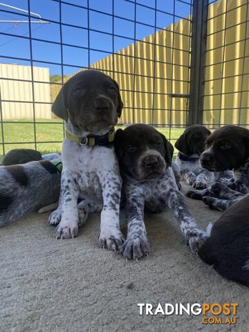 German shorthaired pointer