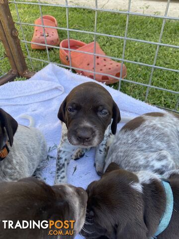 German shorthaired pointer