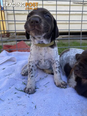 German shorthaired pointer