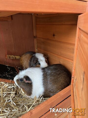 2 Guinea Pigs + Hutch
