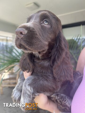 English Cocker Spaniel Puppy- DNA Clear