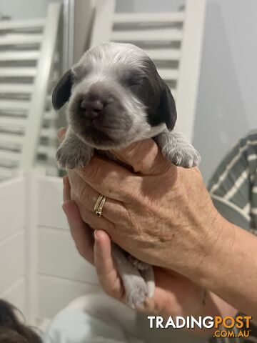 English Cocker Spaniel Puppies