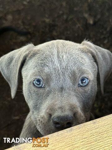 American Staffy x Kelpie Puppies