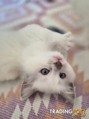 PUREBRED RAGDOLL KITTENS!
