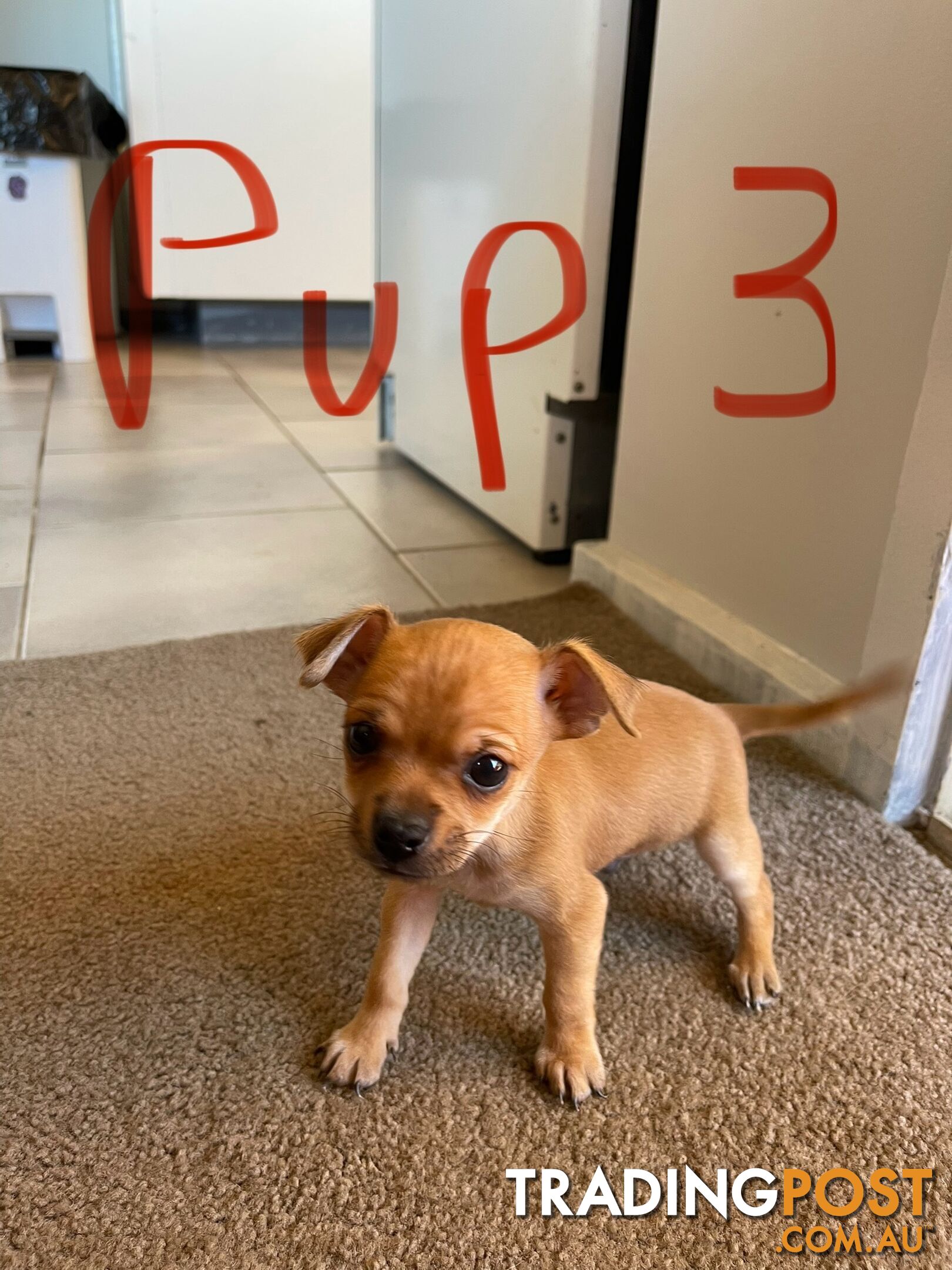 Chihuahua puppy LAST ONE of the litter