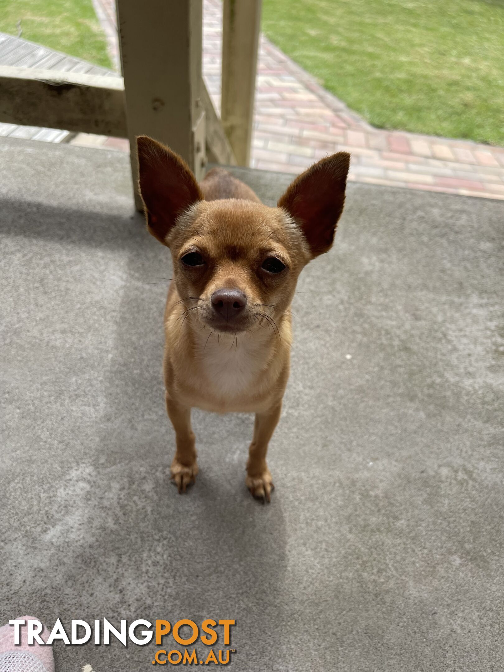 Chihuahua puppy LAST ONE of the litter