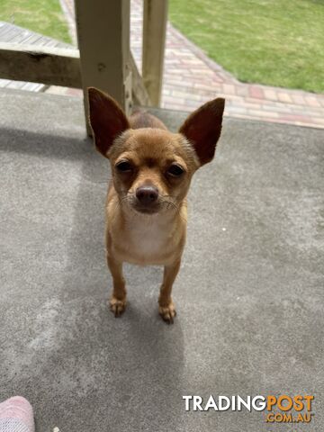 Chihuahua puppy LAST ONE of the litter